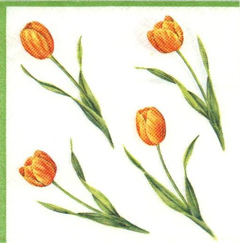 Tulpen (O)