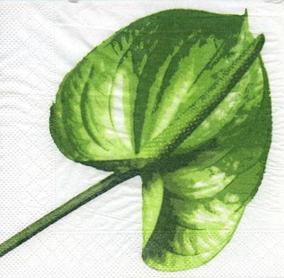 Anthurium - grün (E)
