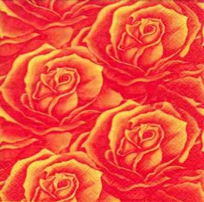 Field of Roses - flammrot
