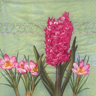 Hyazinthe mit Krokussen - pink