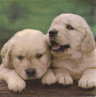 Puppies - weiß