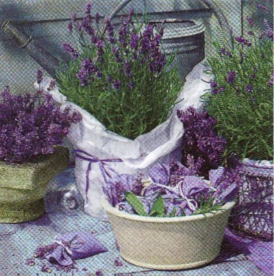Scent of Lavendel