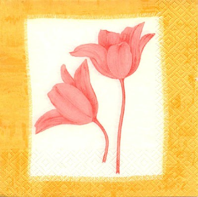 Tulpen - rosa