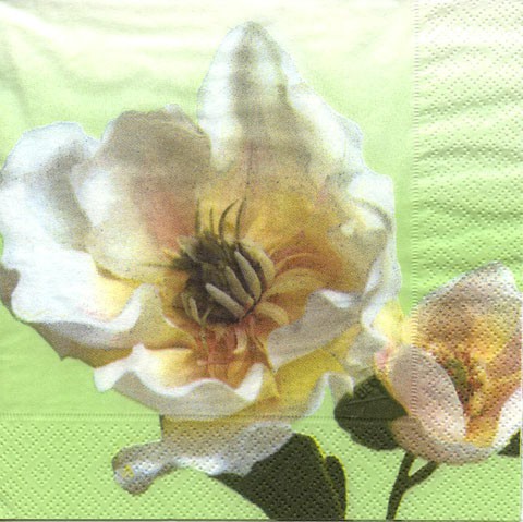 Weiße Rose - grün