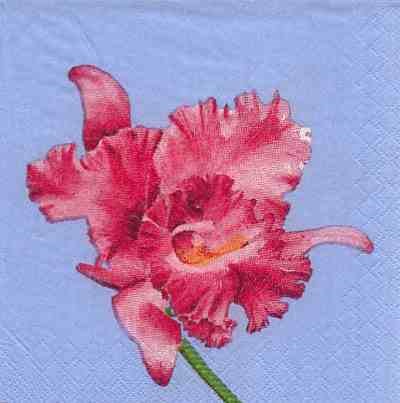 Orchidee