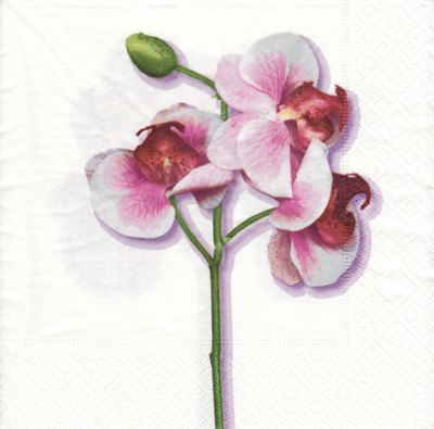 Classic Orchid - white