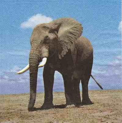 Elefant (E-2)