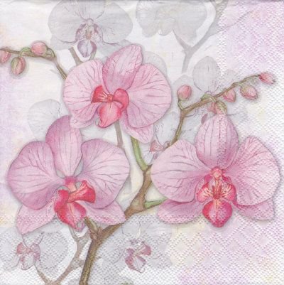 Orchids - lilac
