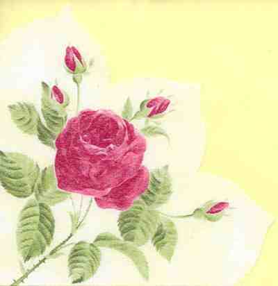 Rose mit Knospen - rot