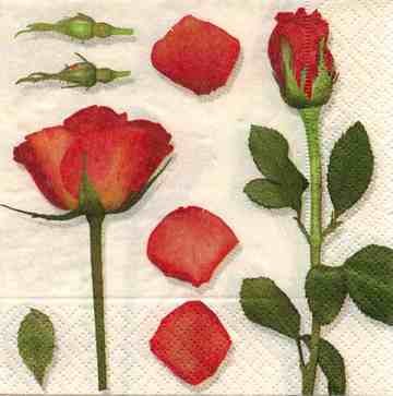 Scent of Roses (25)