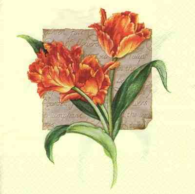 Tulpen - rot