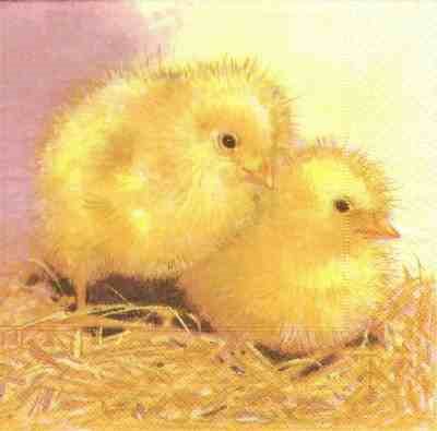 Two Chicks (33)
