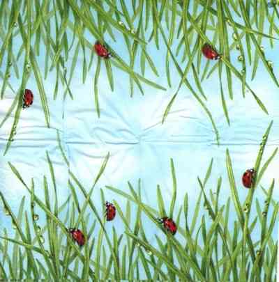Ladybug (T) (E-2)