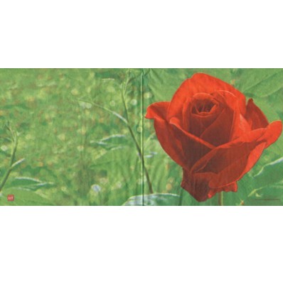 Rote Rose (E-2)